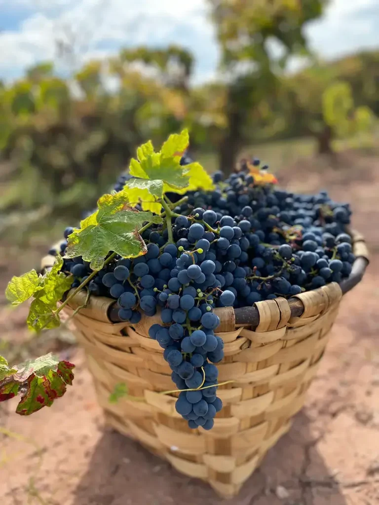 4436f427-618e-4f47-85f8-915643e827e8